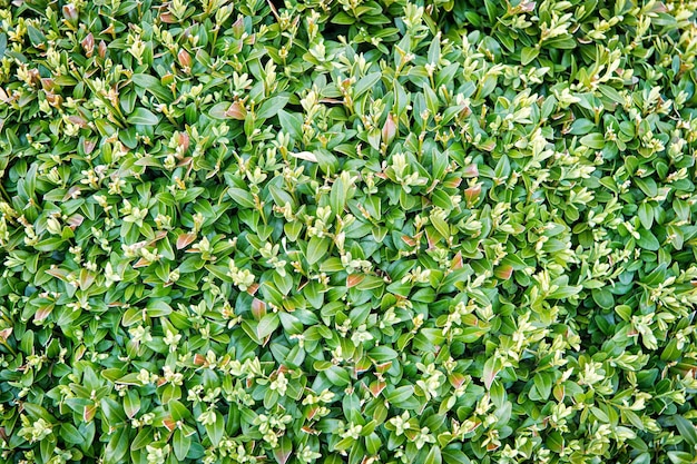 Green leaves wall hedge as background of fresh boxwood. Bright shiny green foliage of boxwood as perfect backdrop for natural theme. Boxwood wall in natural conditions. Wallpaper or backdrop.