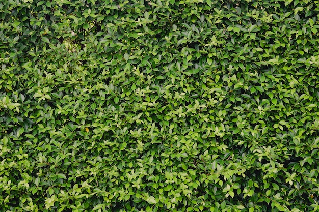 Barriera della parete delle foglie verdi come fondo della parete verde fresca
