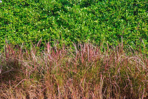 Photo green leaves wall and meadow flowers background texture