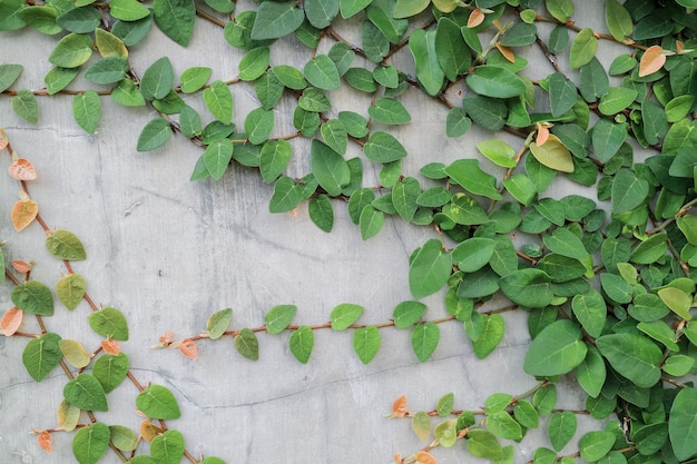 壁に緑の葉。壁のセメントで屋外の植物