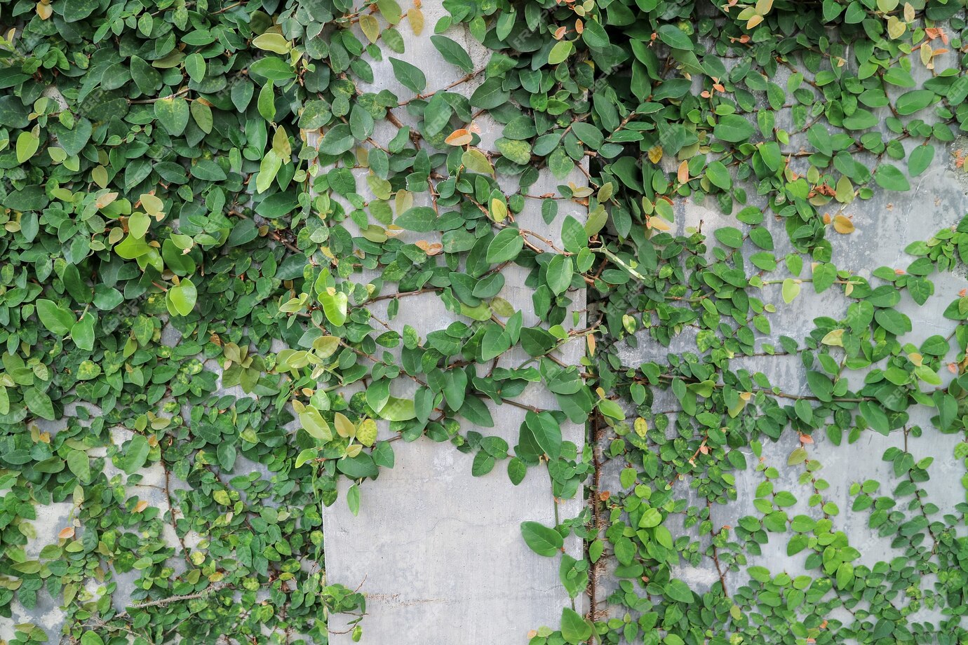 Premium Photo | Green leaves on the wall. plant outdoor at wall cement