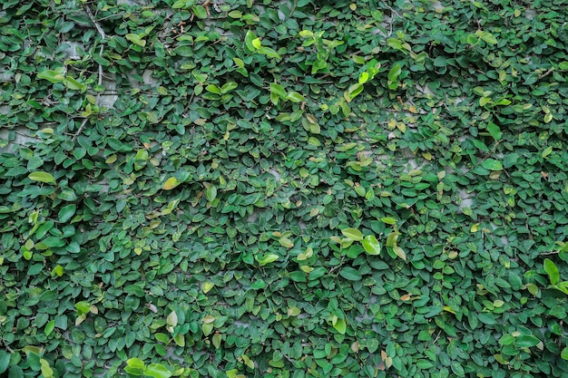 Green leaves on the wall. plant outdoor at wall cement