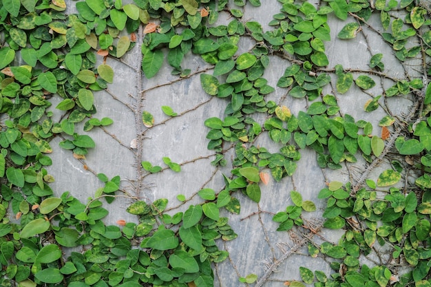 壁に緑の葉。壁のセメントで屋外の植物