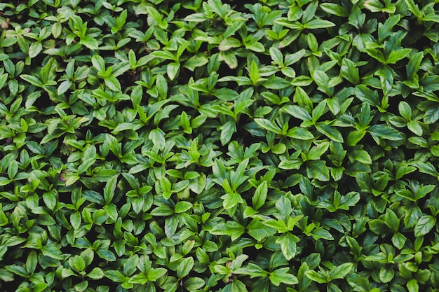 Green leaves wall  texture background.