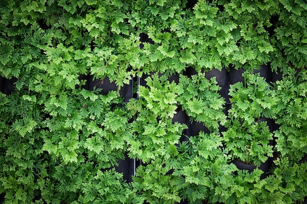 Green leaves wall texture. The vertical gardening