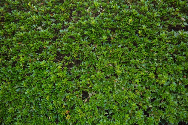 green leaves wall texture