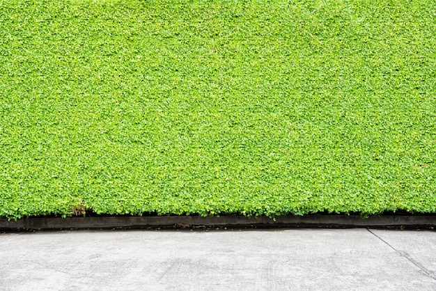 Foto green foglia recinzione di muro o di albero per lo sfondo