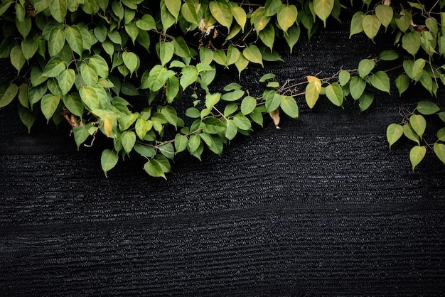 Green leaves on wall vines natural green plant leaf texture on dark background