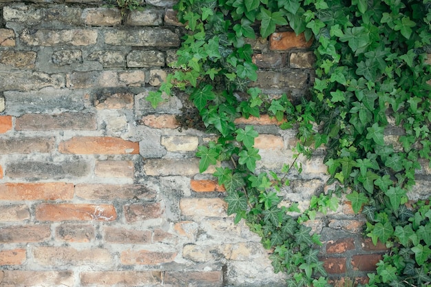 壁に緑色の葉