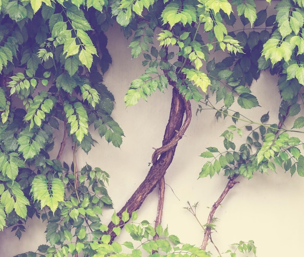 Green leaves on a wall