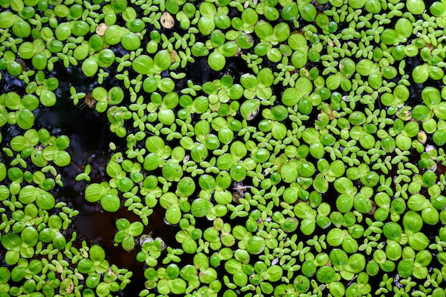 Lattuga d'acqua con foglie verdi che galleggia sull'acqua di superficie