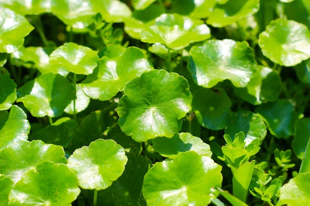 Photo green leaves of water pennywort water plant