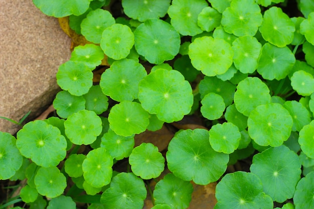 Photo green leaves of water pennywort water plant