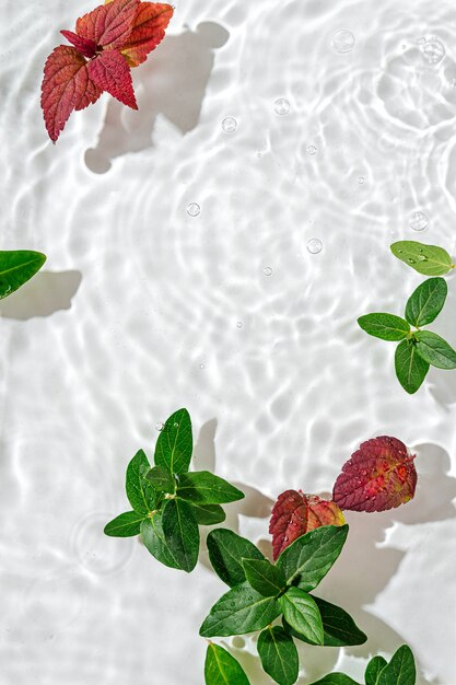 Green leaves on water surface. Beautiful water ripple background for product presentation. Copy space