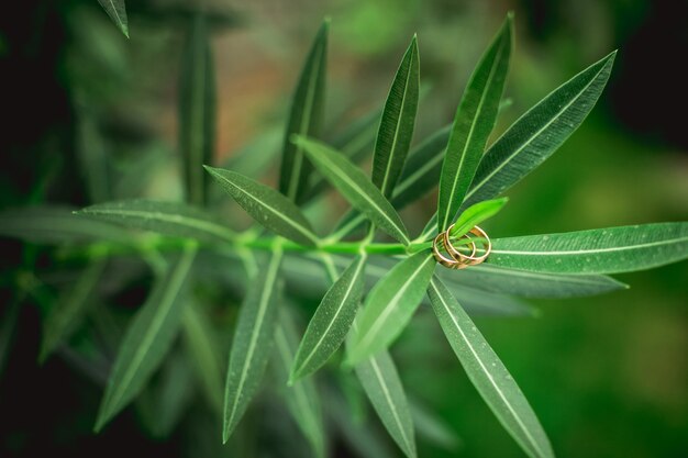 Green leaves and wedding rings close up