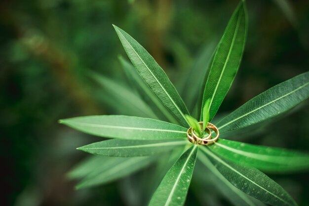 Green leaves and wedding rings close up