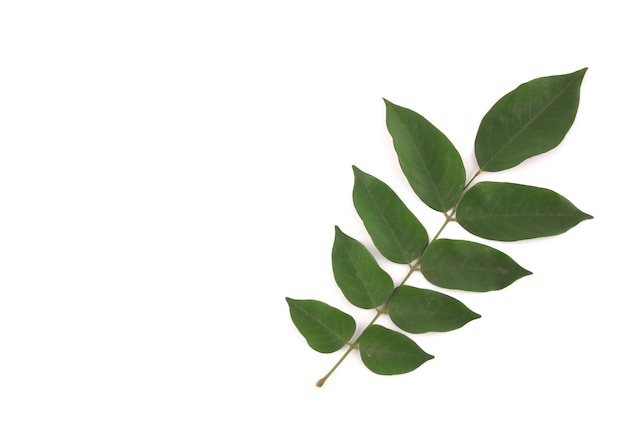 Green leaves on a white backdrop.