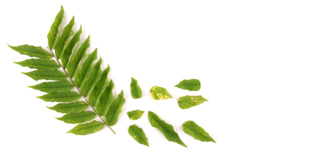 Green leaves on a white backdrop.