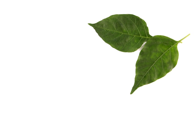 Green leaves on a white backdrop.