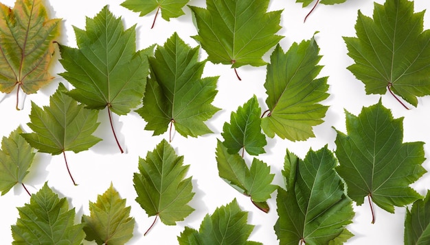 Green leaves on a white background Flat lay top view