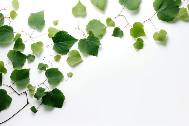 흰색 배경 생성 ai에 녹색 잎
