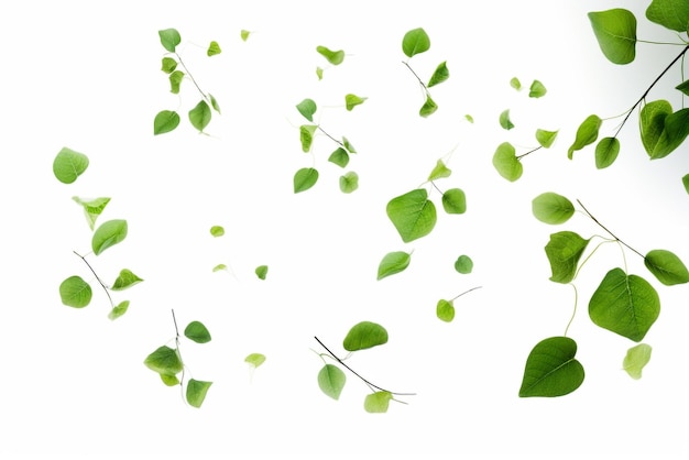 Green leaves on white background with copy space