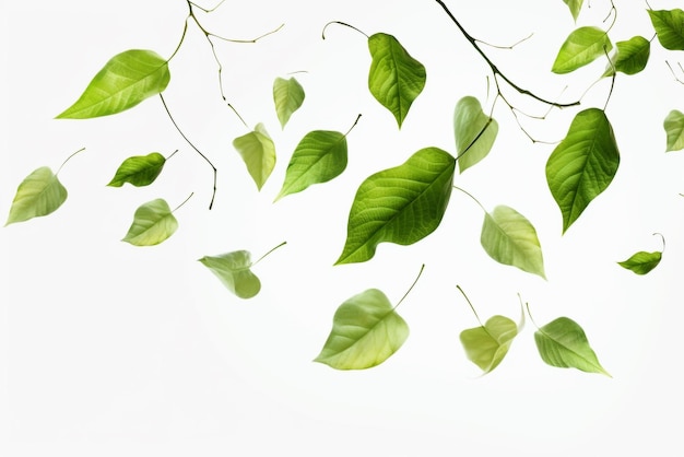 Green leaves on white background with copy space