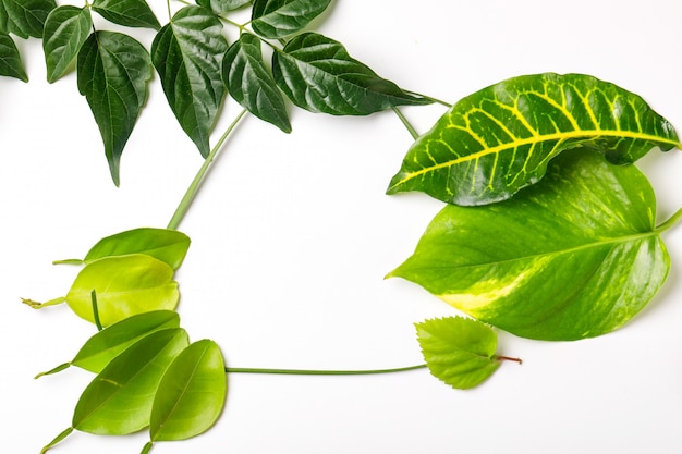 Green leaves on white background with copy space 