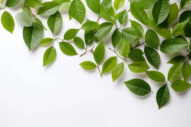 Green leaves on white background with copyspace