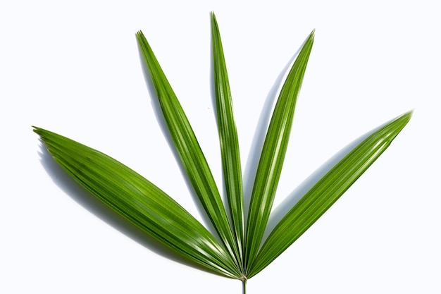 Green leaves on a white background with the sun shining on them.