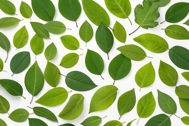 Green leaves on white background