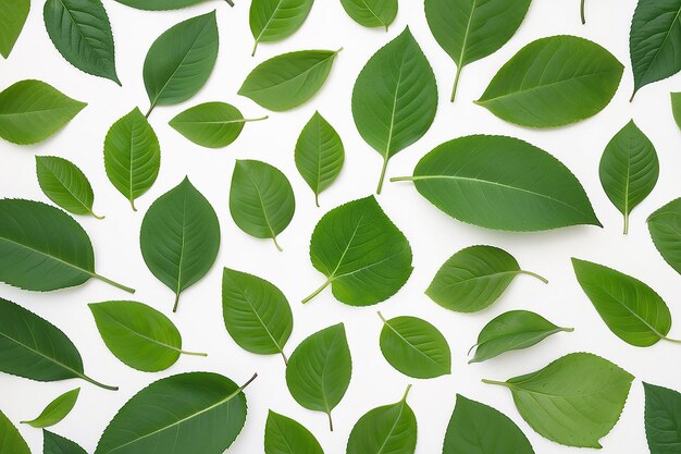 Photo green leaves on white background