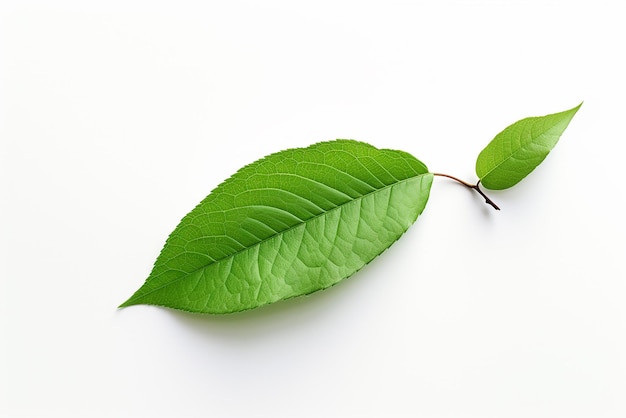 Green leaves on a white background