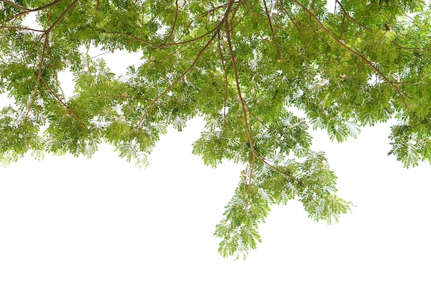 green leaves on a white background