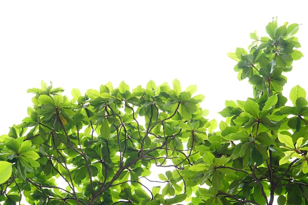 green leaves on a white background