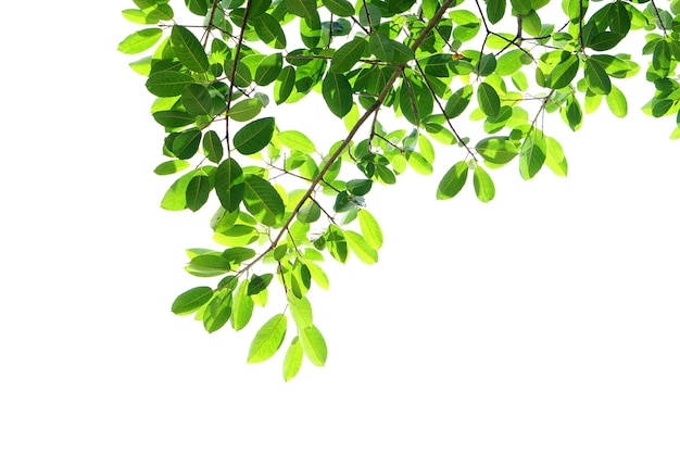 Green leaves on a white background