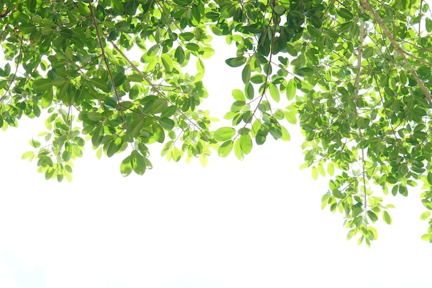 Green leaves on a white background