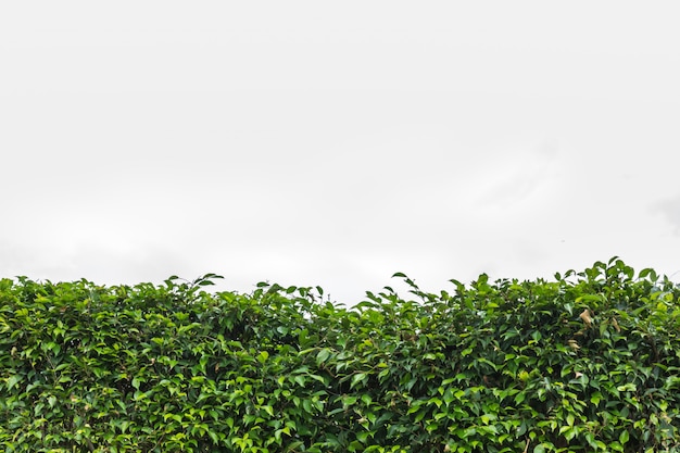 Green leaves on a white background 