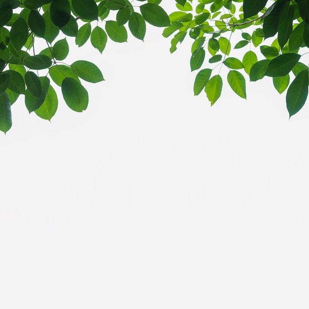 Green leaves on a white background