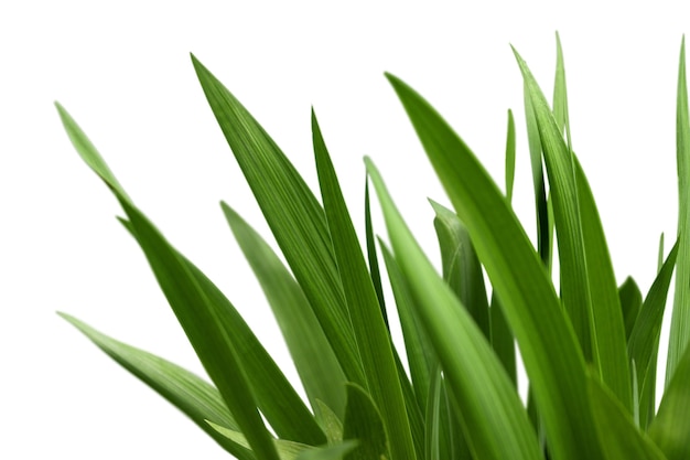 Green leaves on white background