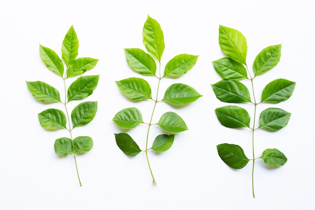 Green leaves  on white background