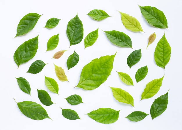 Green leaves  on white background.