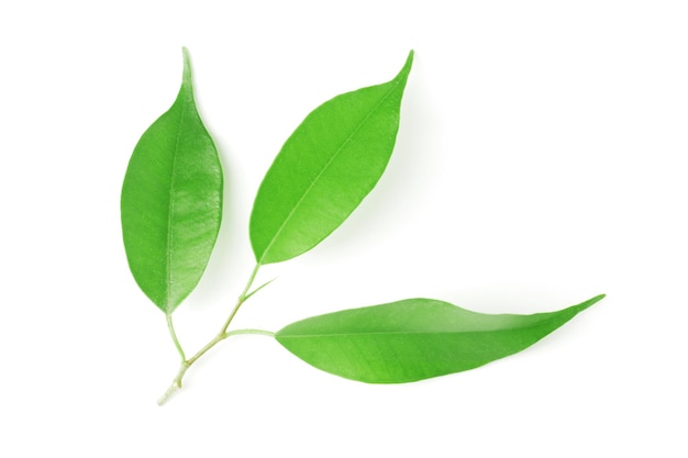 Green leaves on a white background.