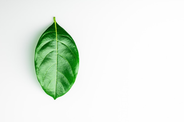 Green leaves on white background.