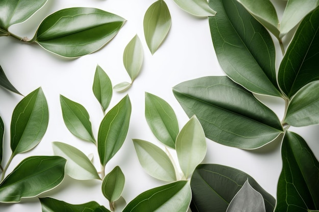 green leaves on white background