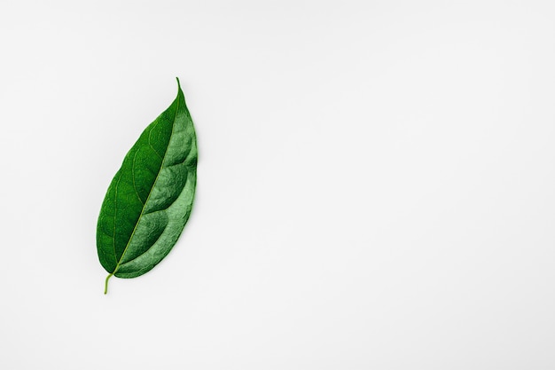 Photo green leaves on white desk.