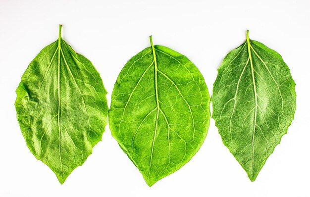 Green leaves on a white isolated background Natural original fresh green leaves of trees plants