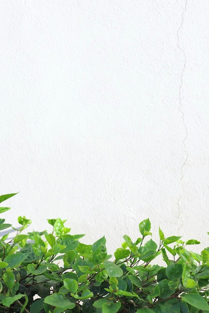 Green leaves on a white isolated surface