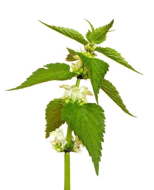 Green leaves and white nettle flowers on a white isolated