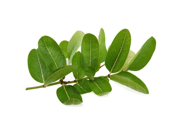 Green leaves on white surface